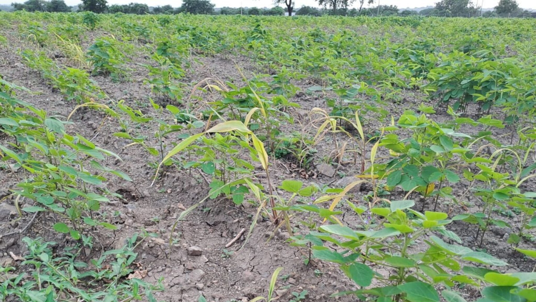 मराठवाड्यात पावसाची पाठ, पिकं सुकली; शेतकरी पुन्हा संकटात!