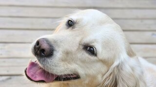 प्राण्यांमध्ये त्यांच्या परिस्थितीचा सर्वोत्तम वापर करण्याची कला असते. नकारात्मक गोष्टींवर लक्ष न देता ते जगतात. येल युनिव्हर्सिटीतील सुसान नोलेन-होक्सेमा यांच्यामते जे लोक अफवा पसरवतात आणि नकारात्मक गोष्टींवर लक्ष केंद्रित करतात ते जास्त उदास राहण्याची शक्यता असते. त्यामुळे आपण प्राण्यांकडून पॉझिटिव्ह राहायला शिकू शकतो.