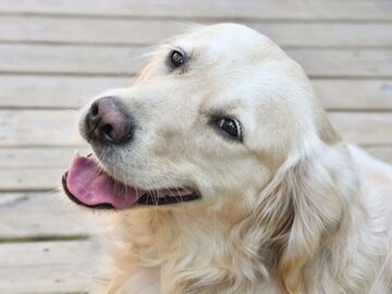 प्राण्यांमध्ये त्यांच्या परिस्थितीचा सर्वोत्तम वापर करण्याची कला असते. नकारात्मक गोष्टींवर लक्ष न देता ते जगतात. येल युनिव्हर्सिटीतील सुसान नोलेन-होक्सेमा यांच्यामते जे लोक अफवा पसरवतात आणि नकारात्मक गोष्टींवर लक्ष केंद्रित करतात ते जास्त उदास राहण्याची शक्यता असते. त्यामुळे आपण प्राण्यांकडून पॉझिटिव्ह राहायला शिकू शकतो. प्राण्यांमध्ये त्यांच्या परिस्थितीचा सर्वोत्तम वापर करण्याची कला असते. नकारात्मक गोष्टींवर लक्ष न देता ते जगतात. येल युनिव्हर्सिटीतील सुसान नोलेन-होक्सेमा यांच्यामते जे लोक अफवा पसरवतात आणि नकारात्मक गोष्टींवर लक्ष केंद्रित करतात ते जास्त उदास राहण्याची शक्यता असते. त्यामुळे आपण प्राण्यांकडून पॉझिटिव्ह राहायला शिकू शकतो.