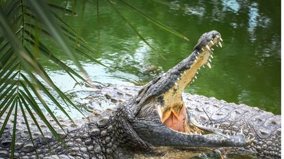 मगरीसोबत भिडलं माकड (प्रतिकात्मक फोटो) 