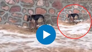  पूराच्या पाण्यात वाहून गेला कुत्रा