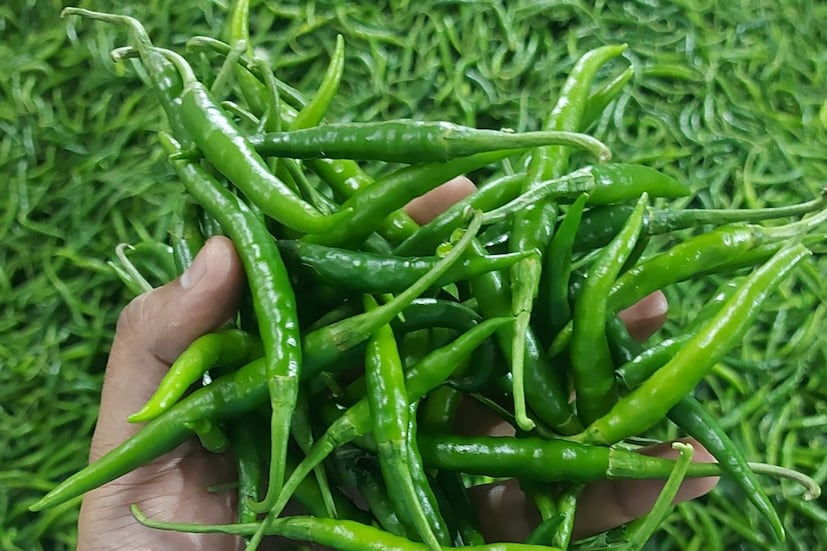 हिरव्या मिरचीचे सेवन हृदयासाठी खूप फायदेशीर मानले जाते. मिरचीचे सेवन केल्याने खराब कोलेस्ट्रॉल नियंत्रित राहण्यास मदत होते. हिरवी मिरची ट्रायग्लिसराईड नियंत्रित करण्यातही मदत करते. ज्यामुळे एथेरोस्लोरोसिस सारख्या आजारांचा धोका कमी होतो.  हिरव्या मिरचीचे सेवन हृदयासाठी खूप फायदेशीर मानले जाते. मिरचीचे सेवन केल्याने खराब कोलेस्ट्रॉल नियंत्रित राहण्यास मदत होते. हिरवी मिरची ट्रायग्लिसराईड नियंत्रित करण्यातही मदत करते. ज्यामुळे एथेरोस्लोरोसिस सारख्या आजारांचा धोका कमी होतो.