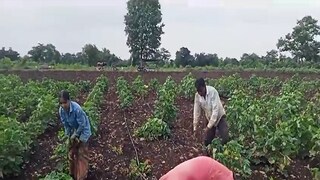 कापसावर अळीचं संकट