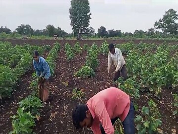 कापसावर अळीचं संकट कापसावर अळीचं संकट