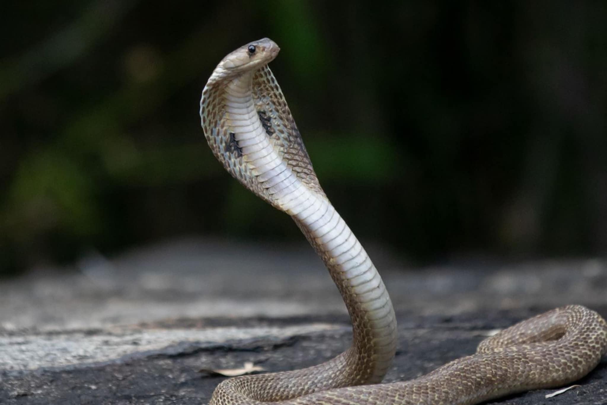 Nag Panchami 2023 : नागपंचमीला चुकूनही करू नका 'ही' कामं