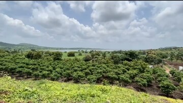मोसंबी शेतीतून वर्षाला 20 लाखांचा नफा, शेतकऱ्याने कसं कमावलं? PHOTOS