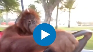 माणसाप्रमाणे खास शैलीत गाडी चालवतोय प्राणी