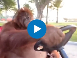 माणसाप्रमाणे खास शैलीत गाडी चालवतोय प्राणी माणसाप्रमाणे खास शैलीत गाडी चालवतोय प्राणी