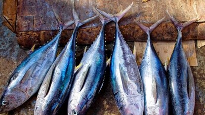 person addicted to eating fish person addicted to eating fish