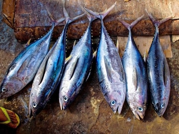 person addicted to eating fish  person addicted to eating fish