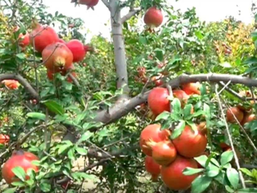 डाळिंबीच्या बागेला तेल्या रोगाचा अधिक धोका असतो. धनुकोप (कॉपर ऑक्सिक्लोराईड 50% डब्ल्यूपी) dhanucop 50 wp हे तांब्रयुक्त ब्रॉड स्पेक्ट्रम बुरशीनाशक आहे. हे बुरशीजन्य तसेच जिवाणूजन्य रोगांचे त्याच्या स्पर्शजन्य कृतीद्वारे नियंत्रित करते. हे बुरशीचे प्रभावीपणे नियंत्रण करते. 