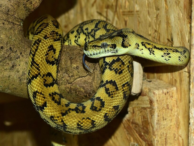 अजगर म्हटलं तरी धडकी भरते. प्रत्यक्षात नाही पण फिल्म, व्हायरल व्हिडीओमध्ये कितीतरी अवाढव्य अजगर तुम्ही पाहिले असतील. अजगरांना पाहिल्यावर तोंडातून बापरे असेच उद्गार येतील पण सध्या एक असा दुर्मिळ अजगर पाहिल्यावर तुम्ही त्याला सो क्युट असा म्हणाल. (प्रतीकात्मक फोटो)