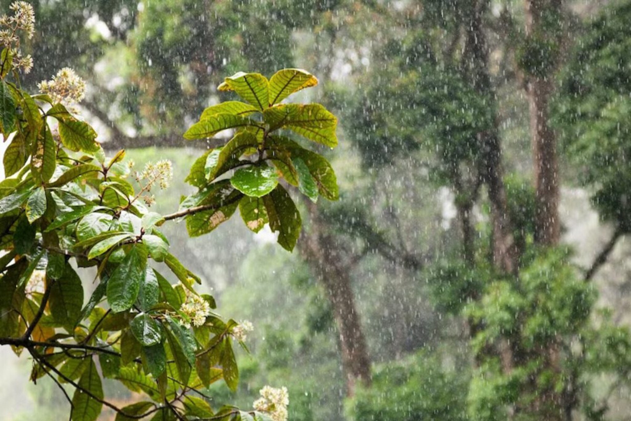 Weather Update : पुण्यासह या जिल्ह्यांमध्ये आज मुसळधार पावसाचा इशारा