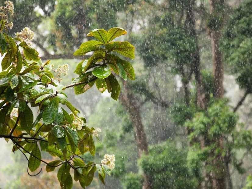 आज पुण्यासह इतर पाच जिल्ह्यांमध्ये आणि मुंबईत पावसाचा यलो अलर्ट देण्यात आला आहे