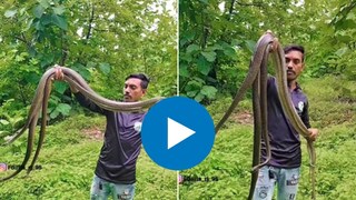 व्यक्तीनं एक दोन नव्हे तर तीन कोब्रांना पकडलं
