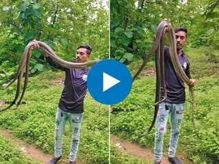 व्यक्तीनं एक दोन नव्हे तर तीन कोब्रांना पकडलं व्यक्तीनं एक दोन नव्हे तर तीन कोब्रांना पकडलं