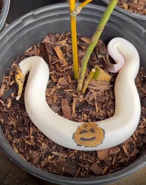 हा अनोखा अजगर अनेकांना आवडला आहे. तुम्हाला कसा वाटला आम्हाला आमच्या सोशल मीडियाच्या कमेंट बॉक्समध्ये नक्की सांगा.