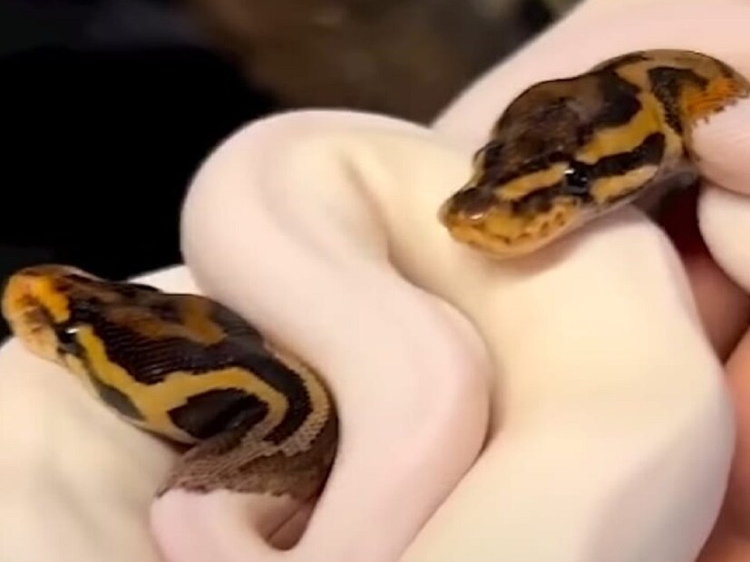 हा दुर्मिळ असा अजगर सोशल मीडियावर व्हायरल होतो आहे. ज्याला पाहिल्यावर तुम्हाला बिलकुल भीती वाटणार नाही. उलट तुम्ही त्याच्या प्रेमात पडला, तुमच्या चेहऱ्यावर हसू फुलेल.