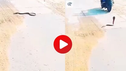 किंग कोब्रा व्हिडीओ किंग कोब्रा व्हिडीओ