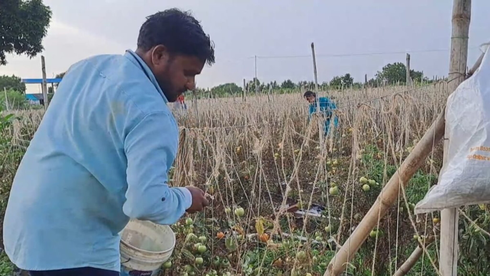 डॉक्टरची शेतीत कमाल; एक एकर टोमॅटोमधून मिळवला 14 लाखाचा नफा, तरुणांना दिला सल्ला