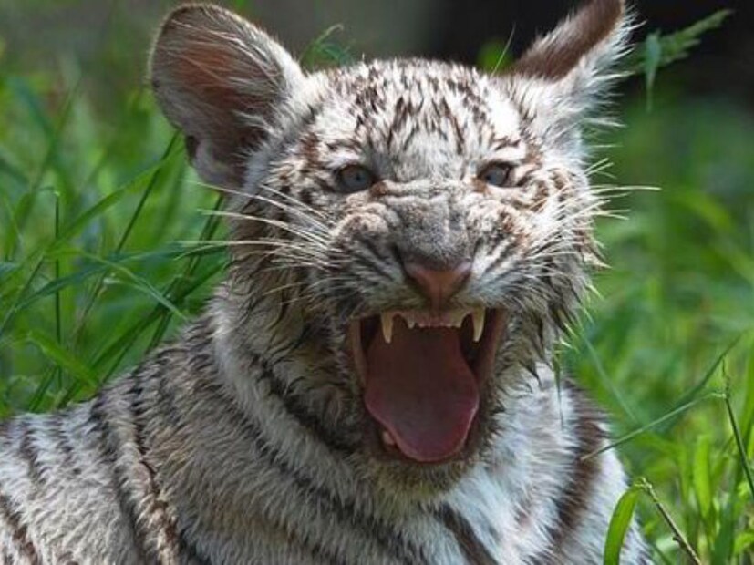 हा गोंडस प्राणी भारतीय पांढऱ्या वाघाचे शावक आहे. जे जांभई देत आहे.