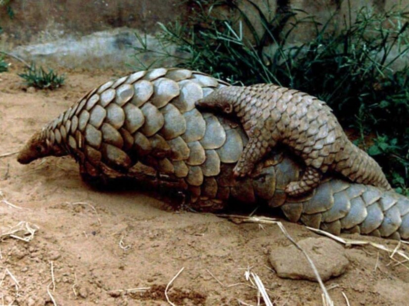  भारतीय जातीची पाल किंवा सरडा आहे ज्यांची संख्या दिवसेंदिवस कमी होत आहे.