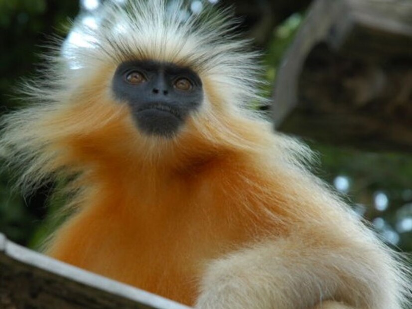 सोनेरी केसांचं लंगूर जगातील दुर्मिळ माकडांपैकी एक आहे. सोनेरी केसांचं लंगूर जगातील दुर्मिळ माकडांपैकी एक आहे.