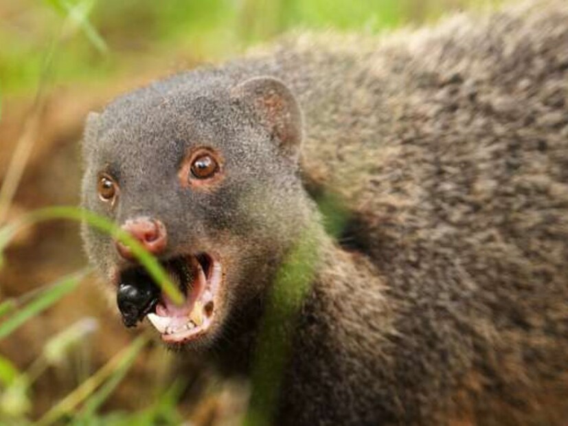 भारतीय मुंगूस हा जंगलातील एक सामान्य रहिवासी आहे, परंतू तो आता फार कमी पाहायला मिळतो.