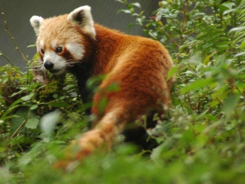 लाल मांजर किंवा अस्वल फक्त पूर्वेकडील हिमालयातील भारतीय प्रदेश आणि शेजारील इतर भागात आढळते.