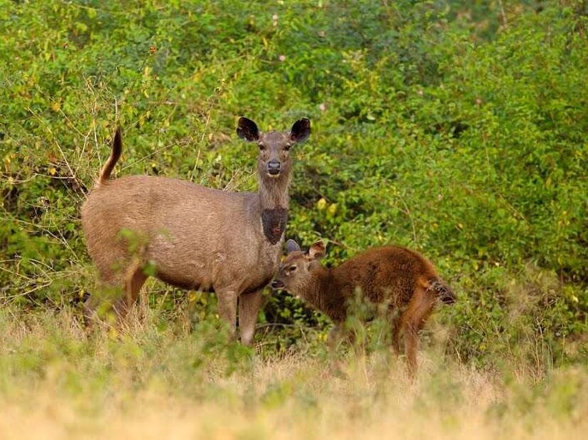सांबर हरण ही जगातील सर्वात मोठ्या प्रमाणात पसरलेली हरणांची प्रजाती आहे. जी आता फारच कमी प्रमाणत पाहायला मिळते.