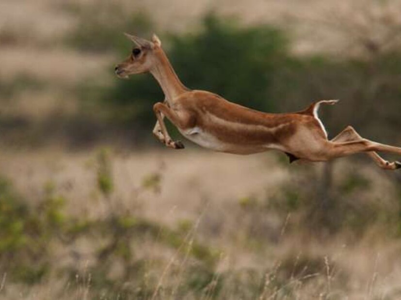 भारतामध्ये आढळणाऱ्या हरणांच्या चार प्रजातींपैकी एक काळवीट किंवा कृष्णमृग आहे. एक काळ असा होता जेव्हा हे सुंदर प्राणी मोठ्या संख्येने दिसत होते.