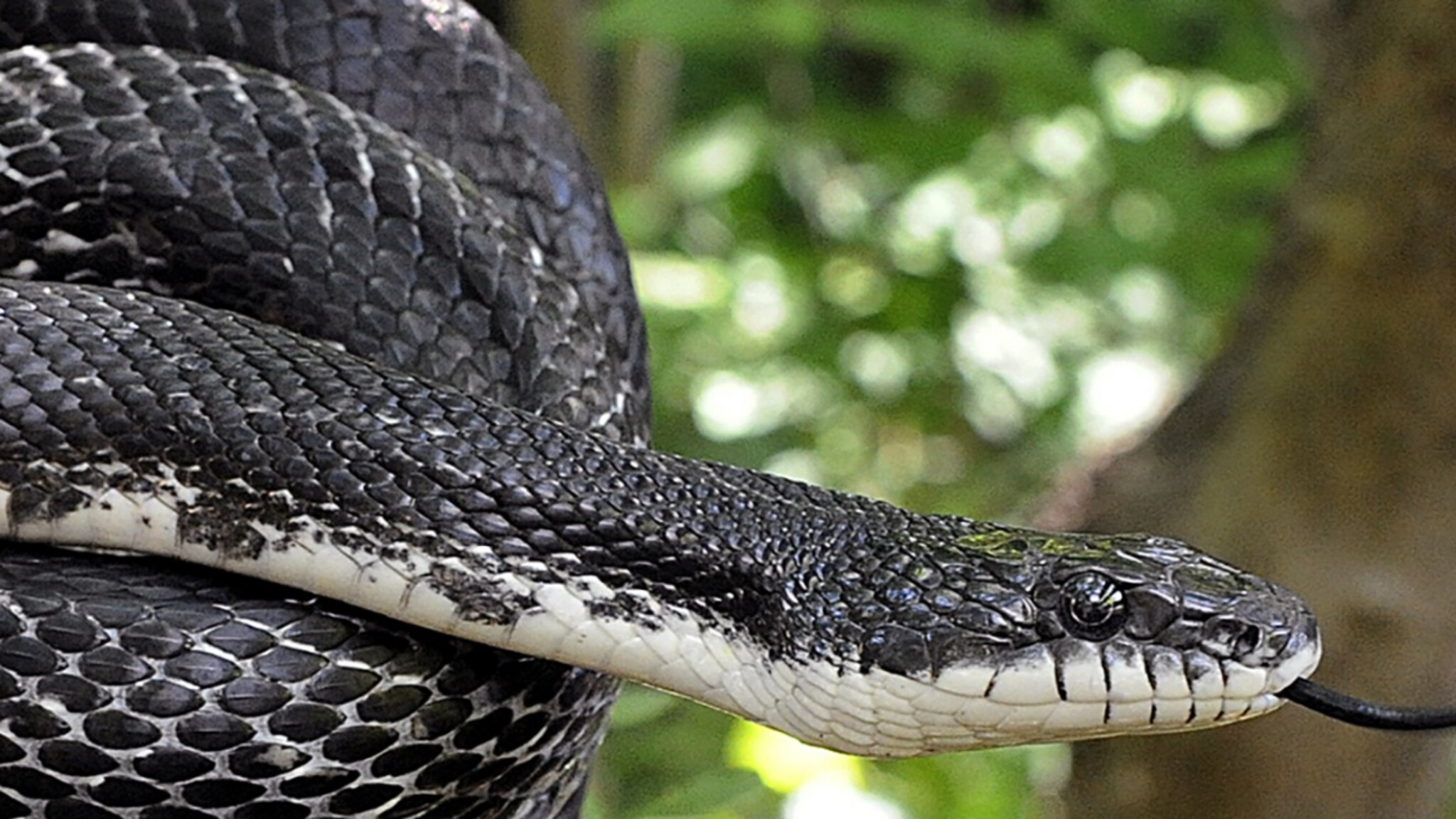 PHOTOS: साप गायीचे पाय बांधून दूध पितो का? वन्यजीव तज्ञांनी सांगितलं सत्य