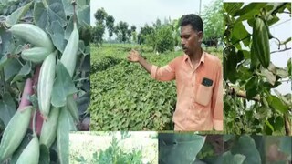 पडवळची शेती