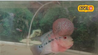 एक्वेरियम फिश