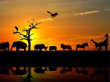 असा प्राणी जो जखमी झाल्यावर माणसांसारखा रडतो, तुम्हाला माहिती आहे का तो कोण?