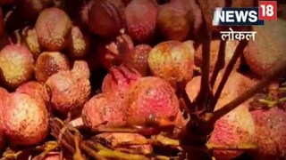 लिची हे एक रसाळ फळ आहे. यात 80% पाणी असतं.