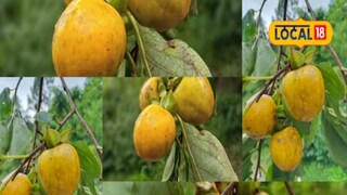 फायबर, कार्बोहायड्रेट, आयर्न, प्रोटीन, मॅग्नेशियम, कॅल्शियम या पोषक तत्त्वांसह साखर आणि जीवनसत्त्व ई, ए, सी या फळात मुबलक प्रमाणात असतात. फायबर, कार्बोहायड्रेट, आयर्न, प्रोटीन, मॅग्नेशियम, कॅल्शियम या पोषक तत्त्वांसह साखर आणि जीवनसत्त्व ई, ए, सी या फळात मुबलक प्रमाणात असतात.