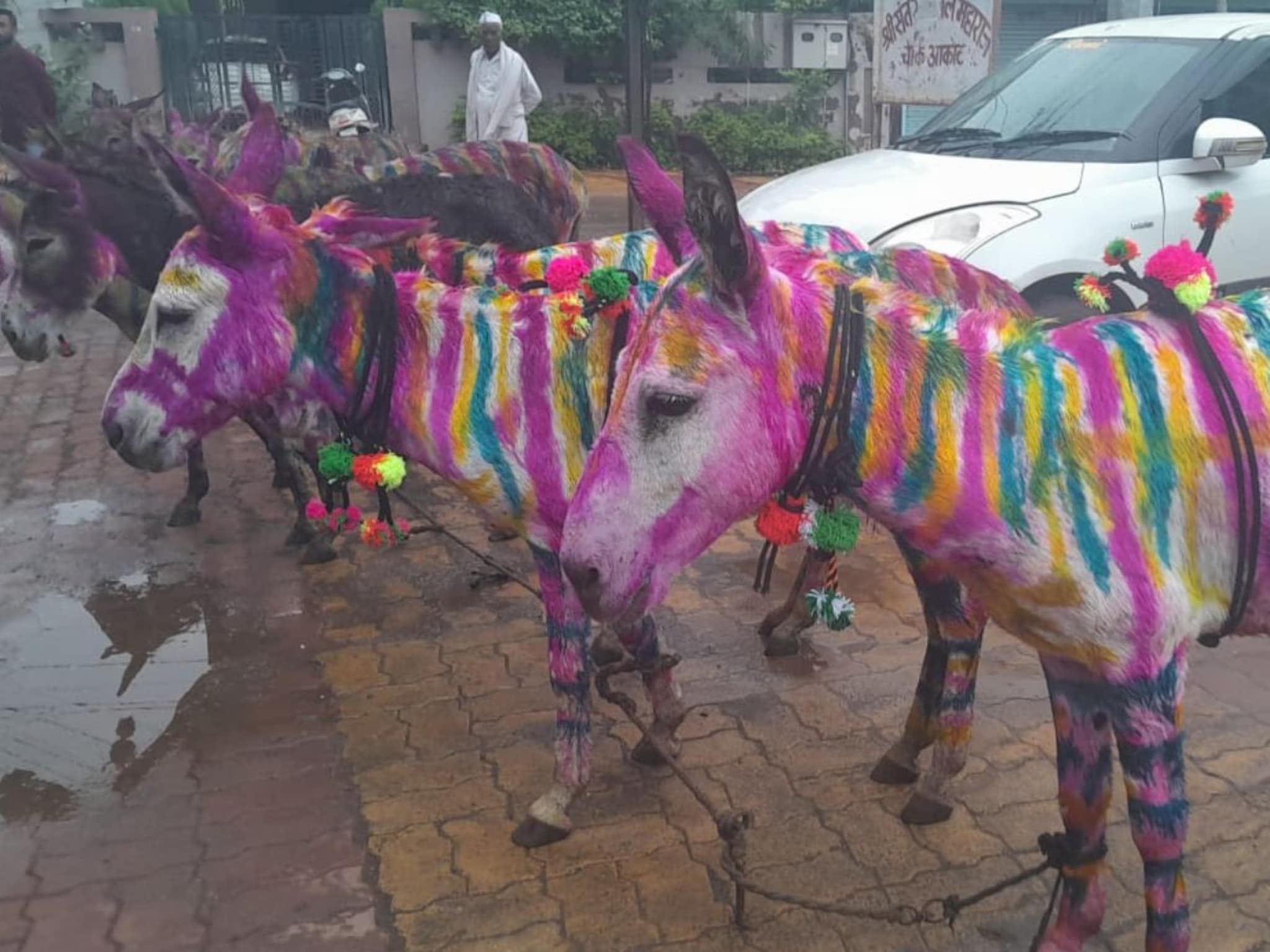 महाराष्ट्रातील या गावात साजरा होतो गाढवांचा पोळा; गृहिणी करतात भक्तिभावानं पूजा