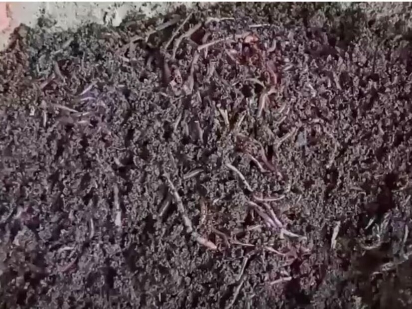 शेतकरी सध्या शेतीमध्ये नव नवीन प्रयोग करत आहेत. पण रासायनिक शेतीमुळे मानवी आरोग्य आणि जमिनीची पिकवन क्षमता या दोन्हींना धोका निर्माण होत आहे. <a href="https://news18marathi.com/maharashtra/ahmednagar/">अहमदनगर</a> जिल्ह्यातील साहेबराव भांड यांनी 23 वर्षांपूर्वीच हे ओळखले. त्यामुळे धाड खुर्द गावातील आपल्या घरच्या शेतीसाठी त्यांनी गांडूळ खत निर्मिती करण्यास सुरुवात केली. शेतकरी सध्या शेतीमध्ये नव नवीन प्रयोग करत आहेत. पण रासायनिक शेतीमुळे मानवी आरोग्य आणि जमिनीची पिकवन क्षमता या दोन्हींना धोका निर्माण होत आहे. <a href="https://news18marathi.com/maharashtra/ahmednagar/">अहमदनगर</a> जिल्ह्यातील साहेबराव भांड यांनी 23 वर्षांपूर्वीच हे ओळखले. त्यामुळे धाड खुर्द गावातील आपल्या घरच्या शेतीसाठी त्यांनी गांडूळ खत निर्मिती करण्यास सुरुवात केली.