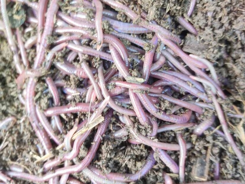 साहेबराव हे सुरुवातीला स्वतः साठी लागेल येवढ्या खताची निर्मिती करत होते. मात्र नंतर त्यांच्या या प्रयोगाची जिल्ह्यात चर्चा व्हायला लागली. इतर शेतकरी त्यांच्याकडे खताची मागणी करायला लागले. साहेबराव भांड यांनी उत्पादन वाढवले व गांडूळ खत निर्मिती प्रकल्प उभारू पाहणाऱ्या युवकांना मार्गदर्शन करू लागले. स्वतःच्या शेतीपुरता सुरू केलेला त्यांचा गांडूळ खत निर्मितीचा आज जिल्हाभर विस्तार झाला आहे. ते यातून लाखोंची उलाढाल करत आहेत.