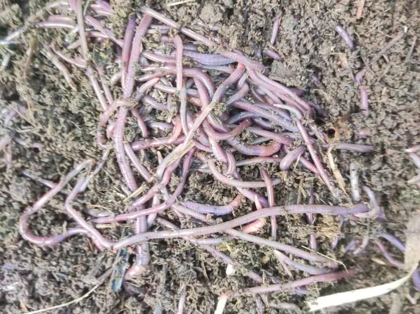 साहेबराव यांनी कित्येक वर्ष रासायनिक शेती केली. त्यानंतर त्यांच्या लक्षात आले की रासायनिक शेतीवर होणारा खर्च कमी करणे आणि खराब होणारा जमिनीचा पोत सुधारण्यासाठी सेंद्रिय शेती काळाची गरज आहे. गांडूळ खत प्रकल्प उभारण्याचा संकल्प केल्यानंतर त्यांनी अनेक तज्ज्ञांशी चर्चा केली. दुसऱ्या जिल्ह्यांतील गांडूळ खत प्रकल्पांना भेट दिली. त्यांच्याकडून प्रेरणा घेत आपल्या घरी छोटासा गांडूळ खत निर्मिती प्रकल्प उभारला.