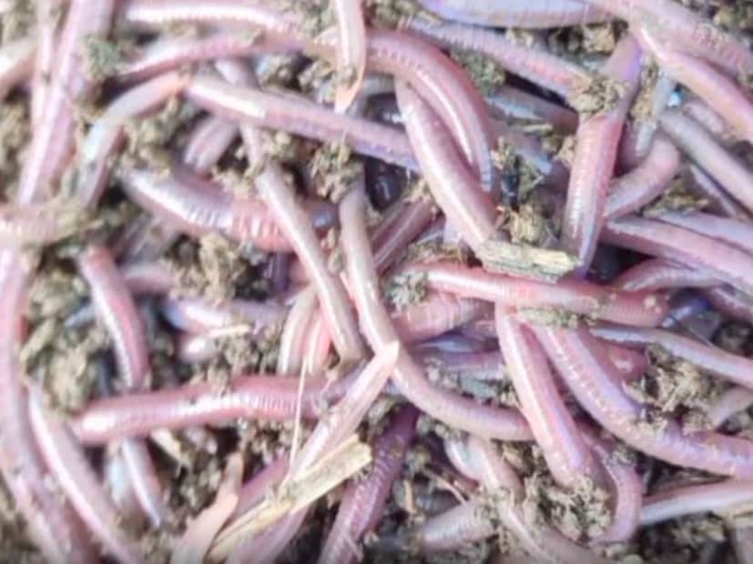 संगमनेर तालुक्यातील ढाड खुर्द येथील साहेबराव भांड हे आधुनिक शेतकरी आहेत. रासायनिक खतांच्या वापरांमुळे होणारी हानी त्यांनी ओळखळी. सेंद्रिय शेती काळाची गरज आहे अशी त्यांची खात्री झाली आणि त्यांनी सेंद्रिय शेतीचा मार्ग अनुसरला. सेंद्रिय शेतीसाठी गांडूळ खत निर्मितीवर भर देणे गरजे आहे. त्यासाठी सुरुवात स्वत:पासून केली. आपल्या शेतीसाठी 2000 साली त्यांनी नगर जिल्ह्यातील पहिला गांडूळ खत निर्मिती प्रकल्प सुरू केला. 