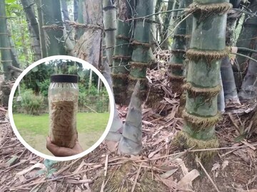 कधी खाल्लंय का बांबूचं लोणचं? या राज्यात मिळते ही फेमस डिश, जाणून घ्या रेसिपी 