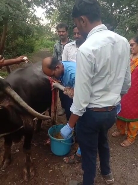 दुसऱ्या दिवशी सकाळी तिनं म्हशी समोर खाण्यासाठी ही टरफलं ठेवली. त्यानंतर त्यांना आपल्या गळ्यातील पोथ नसल्याचं समजलं. तिनं ती सगळीकडे शोधली पण सापडली नाही. टरफलासोबत म्हशीने सोन्याची पोथ खाल्ली असावी असा संशय तिला आला. तिने आपल्या पतीला याबाबत सांगितलं.