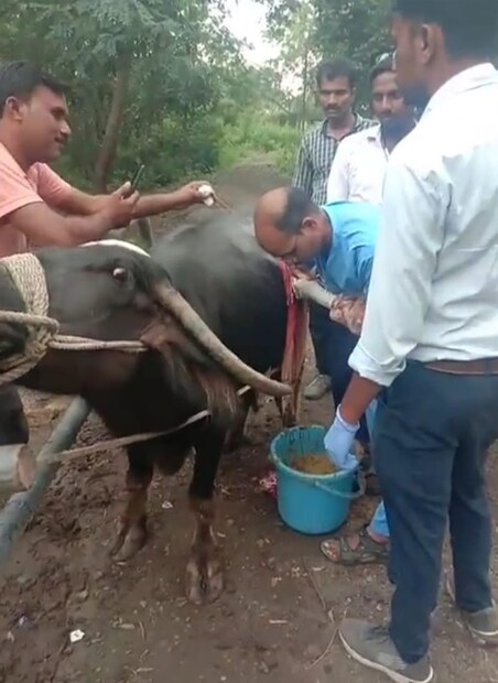 रामहरी भोयर असं या शेतकऱ्याचं नाव. शेतीसह त्यानं गुरंही पाळली आहे. त्याची पत्नी गीताबाई भोयर या गुरांना खायला द्यायला म्हणून सोयाबीन शेंगाची टरफलं ताटात काढली. त्याच ताटात तिनं आपल्या गळ्याती दोन तोळं सोन्याची पोथही काढून ठेवली.