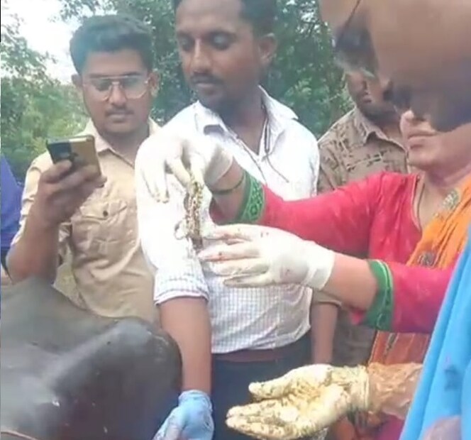 सोन्याची पोथ पोटातून काढल्यानंतरम्हशीची तब्येत व्यवस्थित असून ती नीट चारा खात आहे. जनावरांना चारा टाकताना काळजी घेण्याचं आवाहन गुरांच्या डॉक्टरांनी केलं आहे.