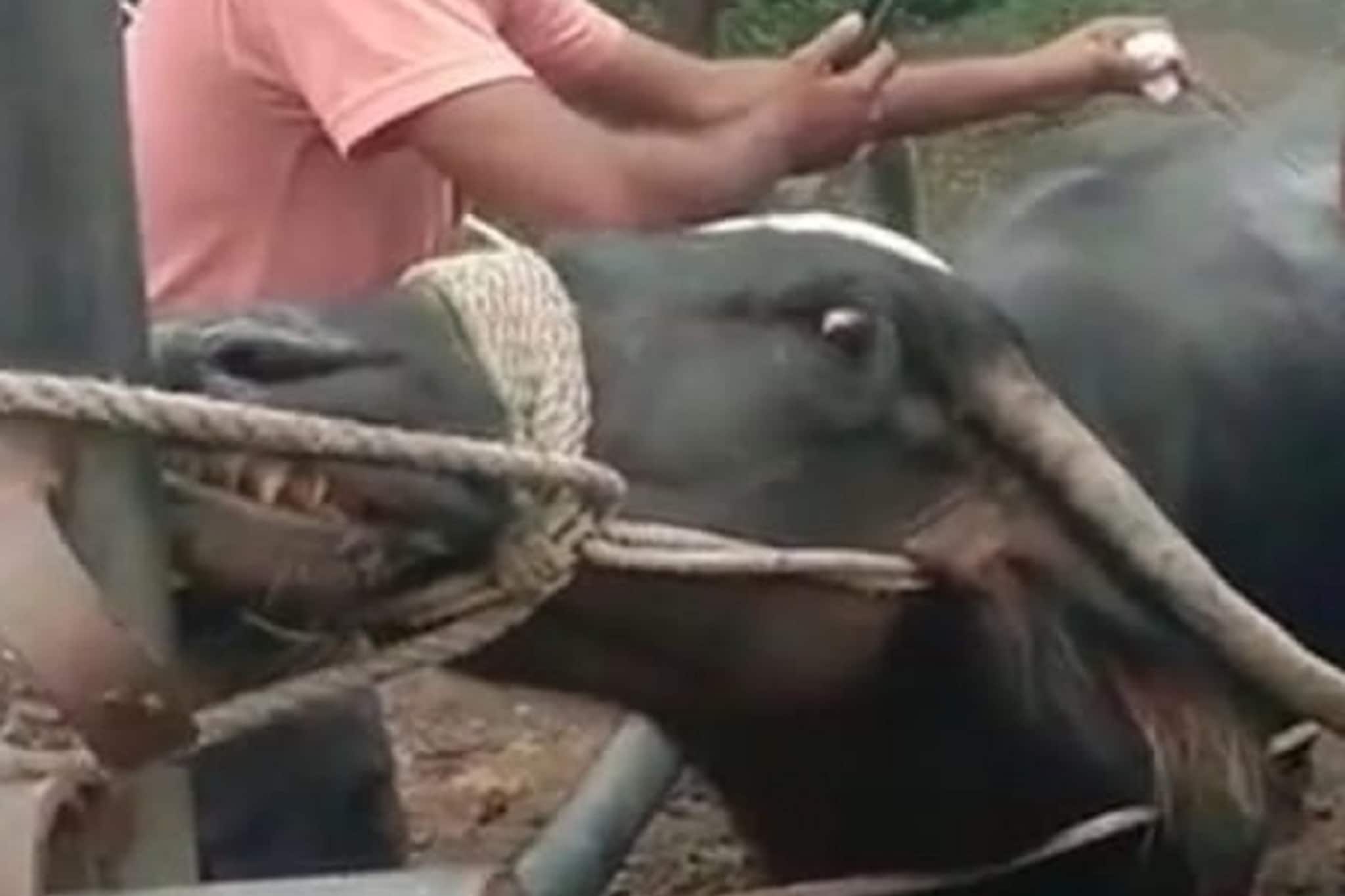 अगं अगं म्हशी! टरफलं समजून मालकाचं अडीच तोळं सोनं फस्त केलं; पुढे घडलं असं की...