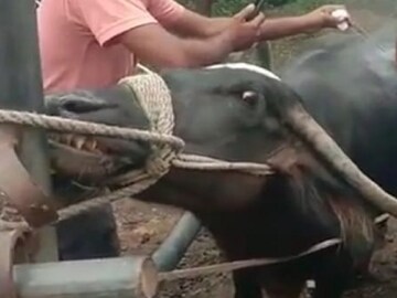 अगं अगं म्हशी! टरफलं समजून मालकाचं अडीच तोळं सोनं फस्त केलं; पुढे घडलं असं की... अगं अगं म्हशी! टरफलं समजून मालकाचं अडीच तोळं सोनं फस्त केलं; पुढे घडलं असं की...