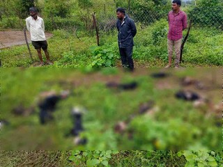 वाघाचा मेंढ्यांच्या कळपावर हल्ला वाघाचा मेंढ्यांच्या कळपावर हल्ला