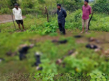 वाघाचा मेंढ्यांच्या कळपावर हल्ला वाघाचा मेंढ्यांच्या कळपावर हल्ला